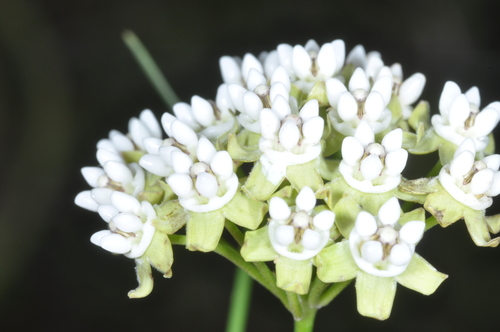 Funastrum gracile (Neek'yek) — photo