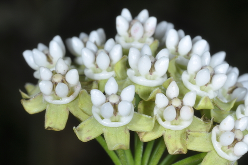 Funastrum gracile (Neek'yek) — photo