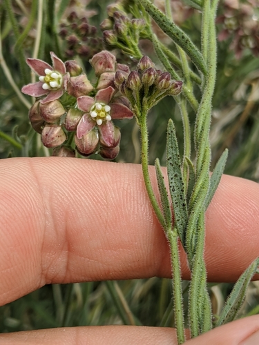 Funastrum hirtellum (Hairy milkweed) — photo
