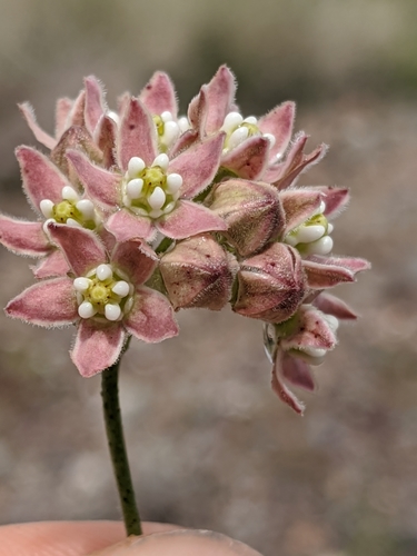 Funastrum hirtellum (Hairy milkweed) — photo
