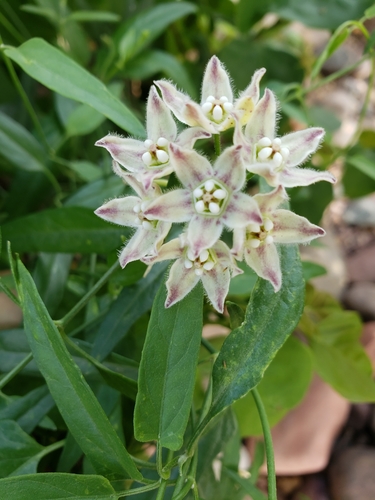 Funastrum lineare