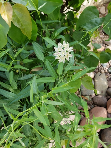 Funastrum lineare (Climbing milkweed.) — photo