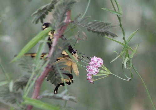 Funastrum lineare (Climbing milkweed.) — photo