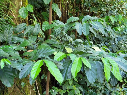 Funtumia elastica (Lagos silk rubber) — photo