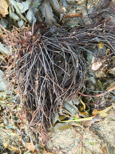 Furcellaria fastigiata