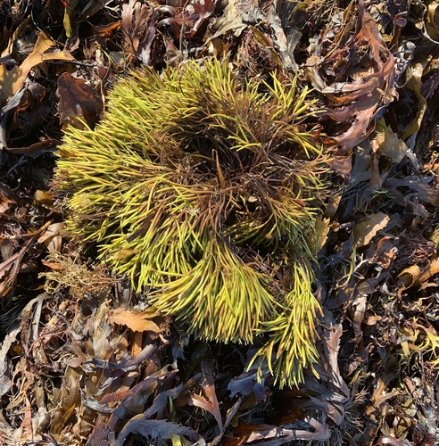 Furcellariaceae