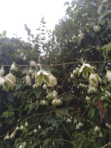 Furcraea andina (Fique) — photo