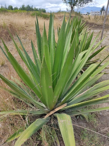 Furcraea andina