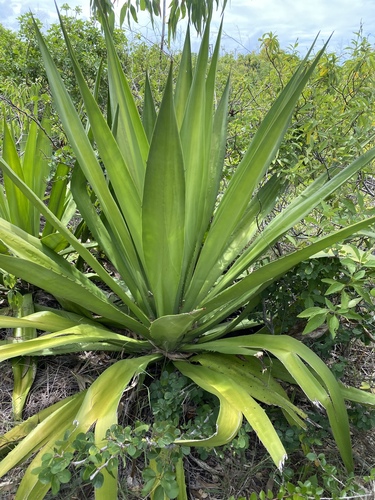 Furcraea foetida (Mauritius hemp) — photo