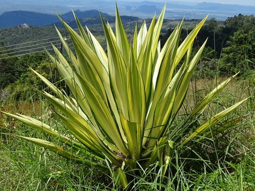 Furcraea foetida