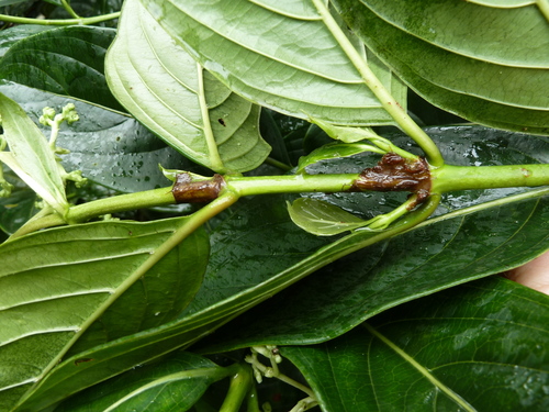 Gaertnera paniculata — photo