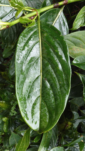 Gaertnera paniculata — photo