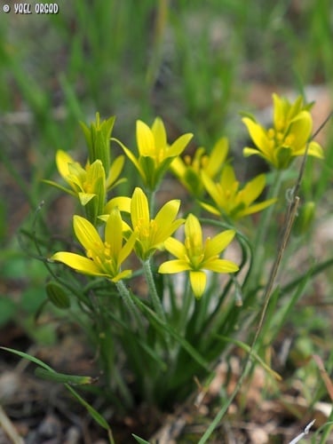 Gagea chlorantha (Gagea) — photo