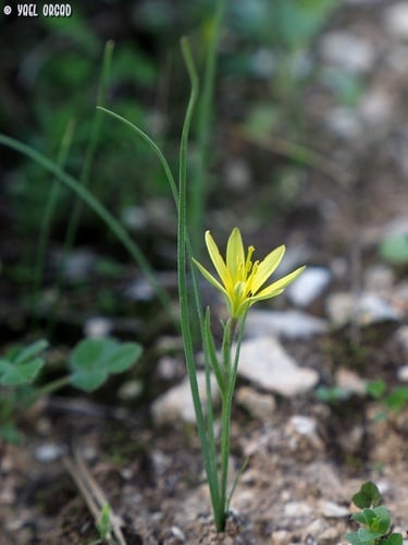 Gagea chlorantha (Gagea) — photo