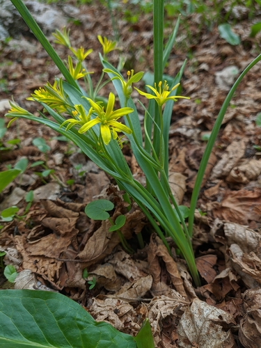 Gagea lutea (Cowslip Primrose) — photo