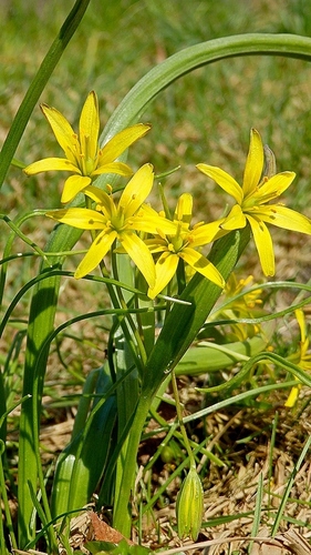 Gagea lutea (Cowslip Primrose) — photo