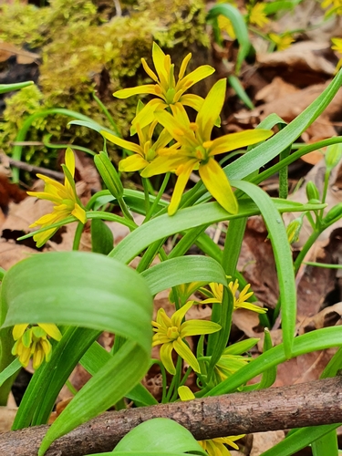 Gagea lutea