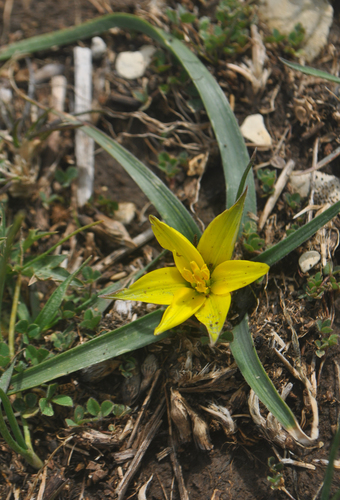 Gagea reticulata (Shahhum) — photo