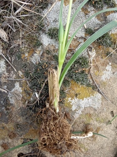 Gagea reticulata (Shahhum) — photo