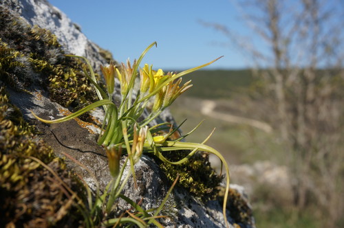 Gagea villosa — photo