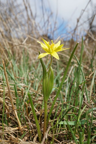 Gagea villosa — photo