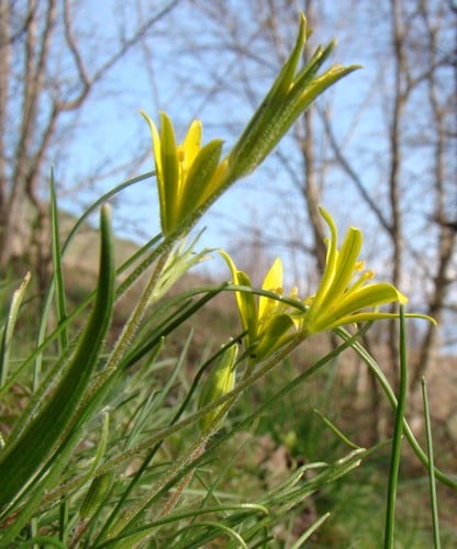 Gagea villosa