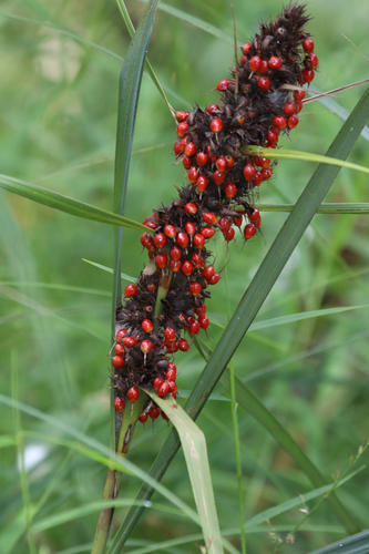 Gahnia aspera (Red-fruit Saw-sedge) — photo
