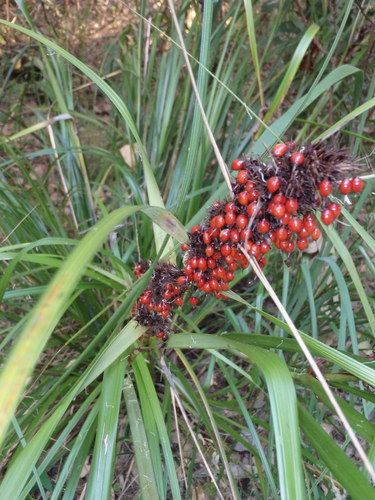 Gahnia aspera (Red-fruit Saw-sedge) — photo
