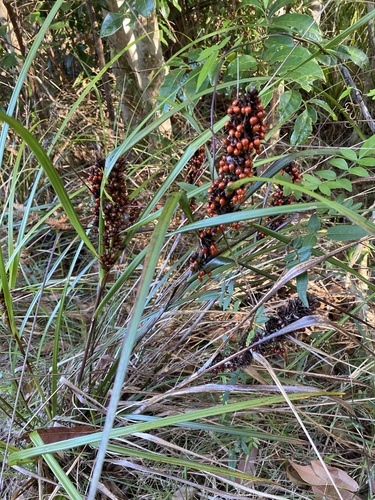 Gahnia aspera