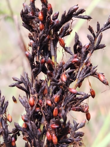 Gahnia grandis