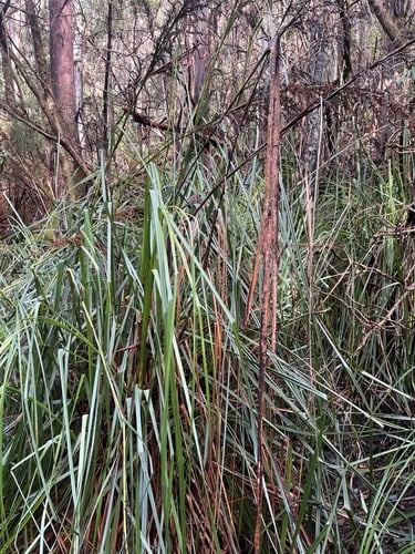 Gahnia grandis (Saw-sedge) — photo