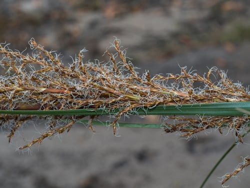 Gahnia sieberiana (Red-fruit Saw-sedge) — photo