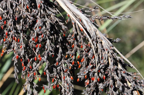 Gahnia sieberiana (Red-fruit Saw-sedge) — photo