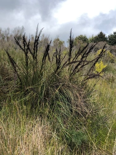 Gahnia sieberiana