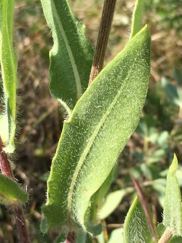 Gaillardia aristata (Common gaillardia) — photo