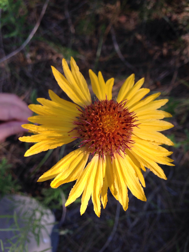 Gaillardia aristata (Common gaillardia) — photo