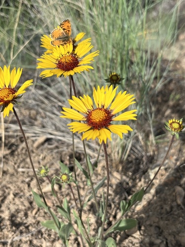 Gaillardia aristata