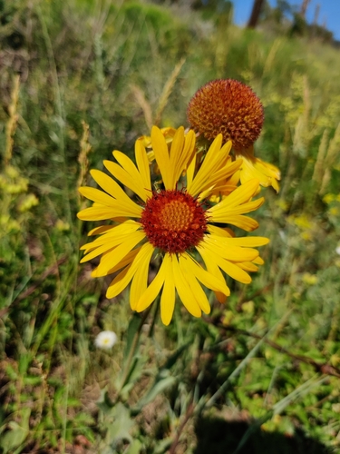 Gaillardia pinnatifida (Red dome blanket flower) — photo