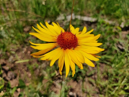Gaillardia pinnatifida