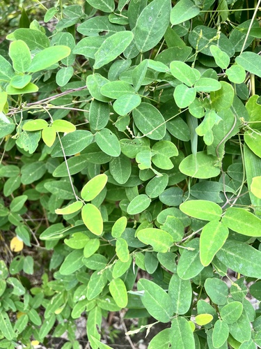 Galactia tenuiflora (Florida hammock milkpea) — photo
