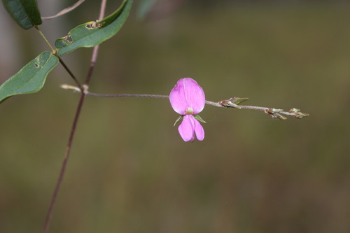 Galactia tenuiflora (Florida hammock milkpea) — photo