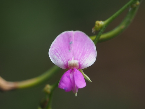 Galactia tenuiflora