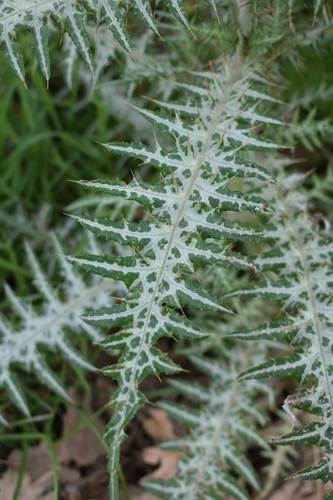 Galactites tomentosus (Galactites) — photo