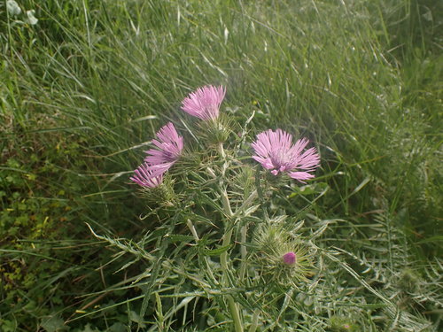 Galactites tomentosus (Galactites) — photo