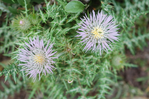 Galactites tomentosus