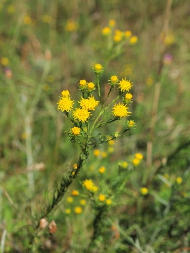 Galatella linosyris