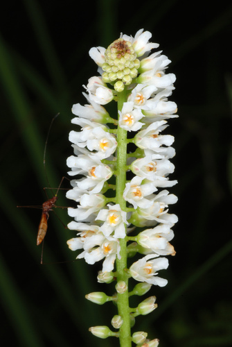 Galax urceolata (Beetlewood) — photo
