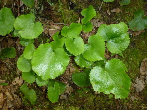 Galax urceolata (Beetlewood) — photo