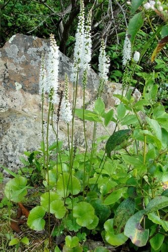 Diapensiaceae
