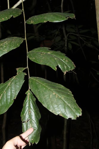 Galearia fulva